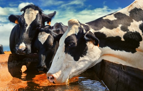 Rezistento mikroorganismu sastopamība piena ražošanas saimniecībās teļiem Latvijā