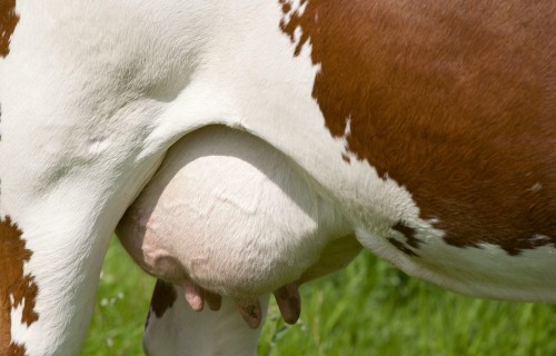 Govju tesmeņa kopšanas profilaktiskie līdzekļi