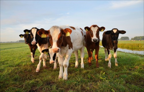 Liellopu gaļas iepirkumu cena februārī Latvijā pieaugusi par 4%