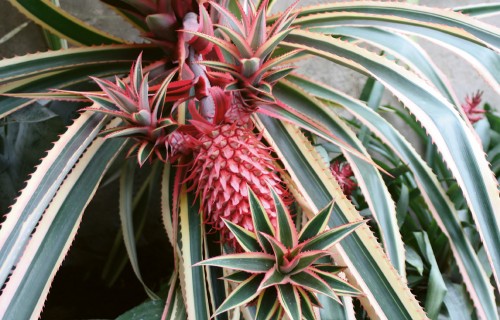 Ananāss – ekskluzīvs tropu augs telpās