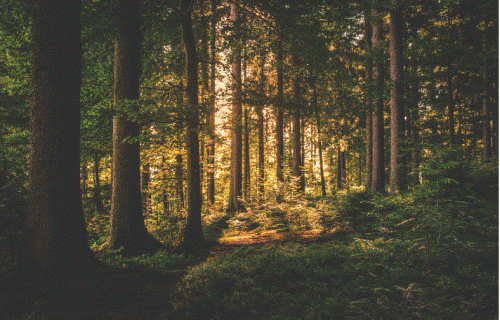Saeima uzdod valdībai sagatavot ziņojumu par mežu nozīmi Latvijā