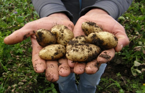Kartupeļu audzētāju savienība: Kartupeļu sēklaudzētājiem visa sēkla ir izpirkta