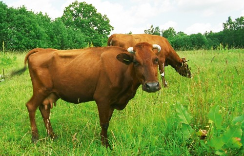 Vietējās izcelsmes govis ir piemērotas kvalitatīvu piena produktu ražošanai
