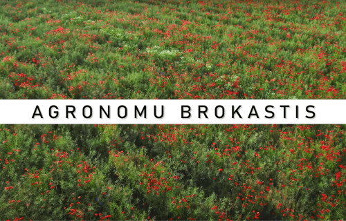 AGRONOMU BROKASTIS #31