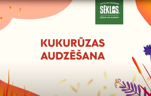 Agronomu ieteikumi par kukurūzas sēju Latvijā